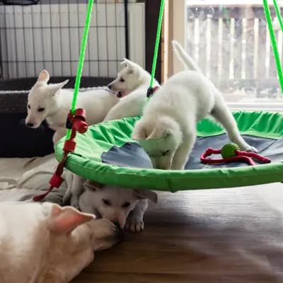 Bild aus Vom Rehgraben  in Brandenburg, wo unsere Weißer Schweizer Schäferhund-Hunde in einer liebevollen Umgebung aufwachsen.