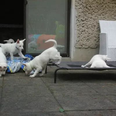 Bild aus Vom Rehgraben  in Brandenburg, wo unsere Weißer Schweizer Schäferhund-Hunde in einer liebevollen Umgebung aufwachsen.