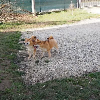 Bild aus LENA OD MURE in Gespanschaft Međimurje, wo unsere Shiba Inu-Hunde in einer liebevollen Umgebung aufwachsen.
