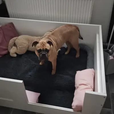 Bild aus Bachgau_B_Bulls LIEBHABER Zucht in Bayern, wo unsere Continental Bulldog (Nationale Rasse)-Hunde in einer liebevollen Umgebung aufwachsen.