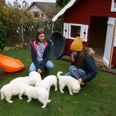 Galerie-Bild von Wigdalir Kuvasz Zucht nur mit Ungarischen Linien in Niedersachsen, mit Eindrücken unserer Kuvasz-Zucht.