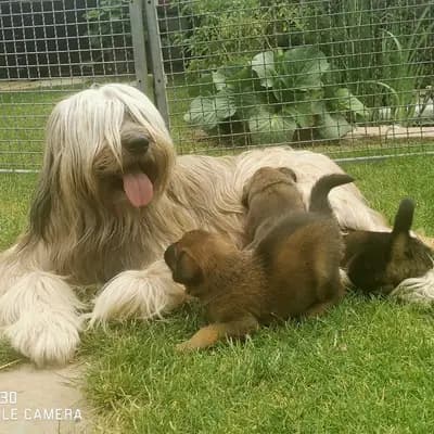 Bild aus Wäller aus der Obergrafschaft  in Niedersachsen, wo unsere Wäller-Hunde in einer liebevollen Umgebung aufwachsen.