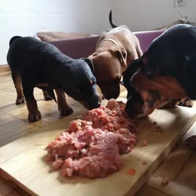 Bild aus Lowermillzwergpinscher  in Baden-Württemberg, wo unsere Zwergpinscher-Hunde in einer liebevollen Umgebung aufwachsen.