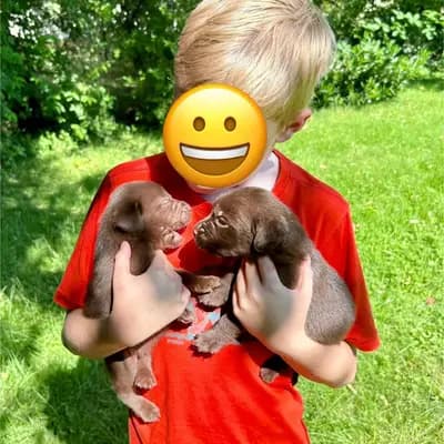 Galerie-Bild von Aussiedor  in Rheinland-Pfalz, mit Eindrücken unserer Aussiedoodle (Australian Shepherd x Pudel)-Zucht.