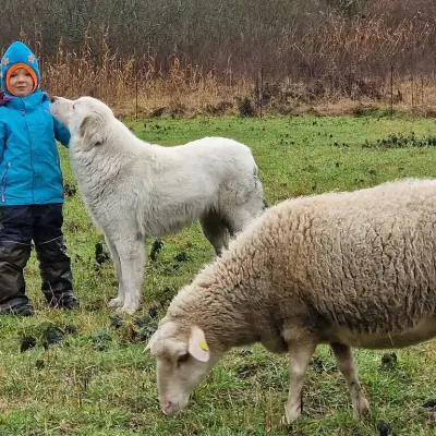 Brölliner cover