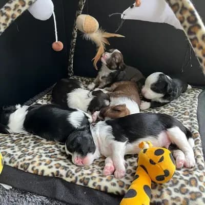 *Bezaubernde Chinese Crested Powderpuff Welpen ~choco ~black * – Chinese Crested Dog Welpe, Hessen, Aufgezogen von Like Ice in the Sunshine
