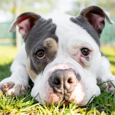 Foto von Lala, einem geretteten American Staffordshire Terrier in Hamburg.