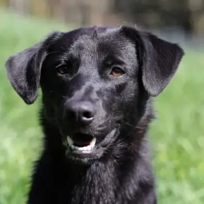 Benny