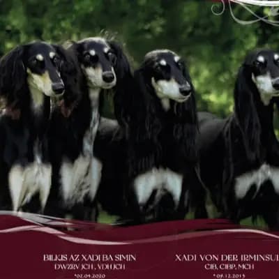 az Xadi ba simin cover