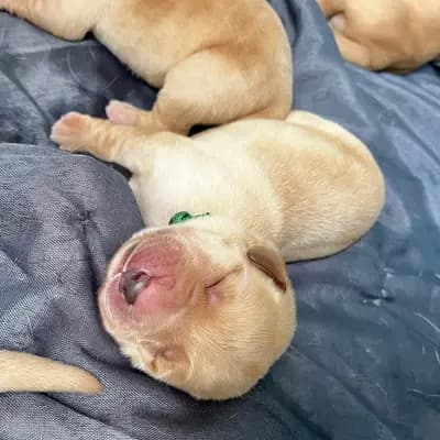 Dream of Ambers Don - Labrador Retriever Welpe in Bayern