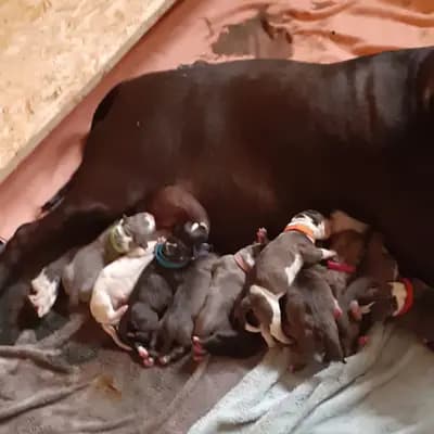 Galerie-Bild von Burnhardt's American XXL Bully in Saarland, mit Eindrücken unserer American Bully-Zucht.