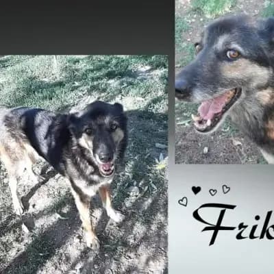Friko