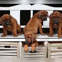 Banda la Farasi cover