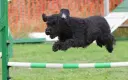 Pumi