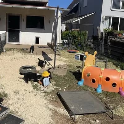 Bild aus Berner von der Villa Arya in Rheinland-Pfalz, wo unsere Berner Sennenhund-Hunde in einer liebevollen Umgebung aufwachsen.