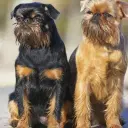 Brüsseler Griffon
