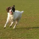 Irish Red and White Setter