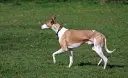 Podenco Ibicenco
