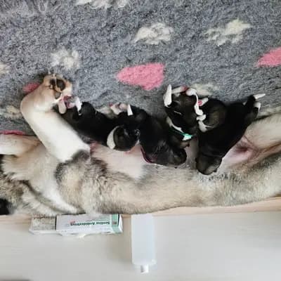 Bild aus On the highest in Baden-Württemberg, wo unsere Amerikanischer Akita-Hunde in einer liebevollen Umgebung aufwachsen.