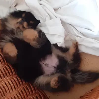 Bild aus Pomeranian von  Dolce Picollini   in Schleswig-Holstein, wo unsere Zwergspitz-Hunde in einer liebevollen Umgebung aufwachsen.