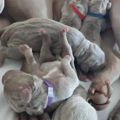 Bild aus Weimaraner aus der Holzgasse in Niederösterreich, wo unsere Weimaraner-Hunde in einer liebevollen Umgebung aufwachsen.