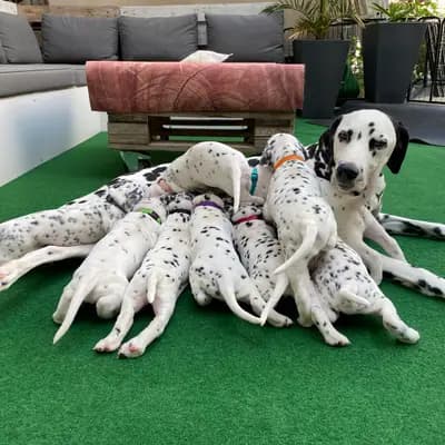 Bild aus Dalmatiner vom Hause KatMarku in Brandenburg, wo unsere Dalmatiner-Hunde in einer liebevollen Umgebung aufwachsen.