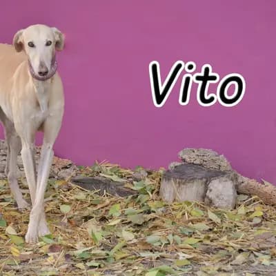 Vito