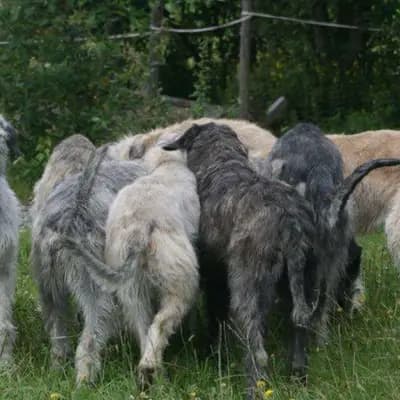 Galerie-Bild von Dahmraks Irish Wolfhounds in Bayern, mit Eindrücken unserer Irish Wolfhound-Zucht.