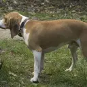 Schweizer Niederlaufhund (Schwyzer Niederlaufhund)
