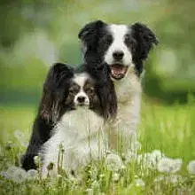 von den Bodenseebordern cover