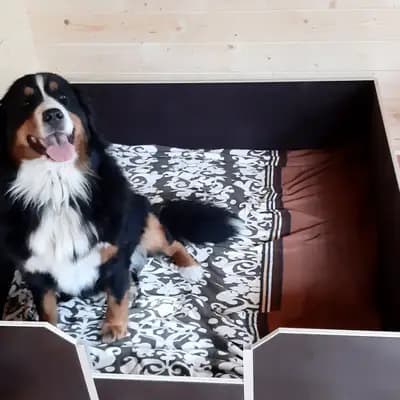 Bild aus Bernersennen aus Haarhausen  in Thüringen, wo unsere Berner Sennenhund-Hunde in einer liebevollen Umgebung aufwachsen.
