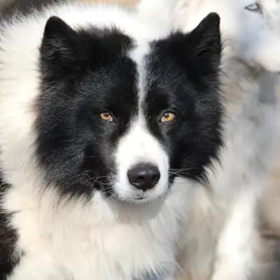 Foto von , einem Yakutskaya Laika-Elternhund in Schleswig-Holstein.