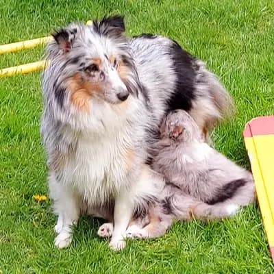 Bild aus Shelties von Little Insa  in Brandenburg, wo unsere Shetland Sheepdog-Hunde in einer liebevollen Umgebung aufwachsen.