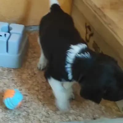 Anton – Kleiner Münsterländer Welpe, Niedersachsen, تمت تربيته بواسطة Vom Immengrund 