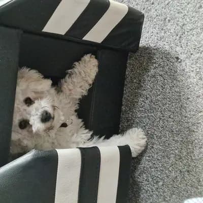 Galerie-Bild von Bichon Frisé vom Teilungssee  in Brandenburg, mit Eindrücken unserer Bichon A poil frise-Zucht.