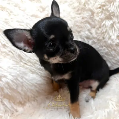Mali – Chihuahua Welpe, Niedersachsen, Aufgezogen von Chihuahuas von der grünen Wiese 