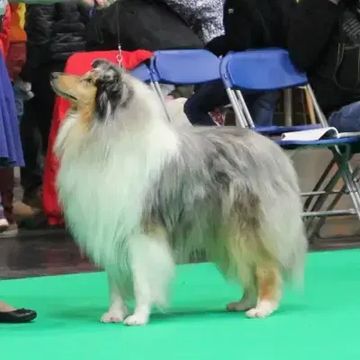 Collies from Nelly's Paradise cover