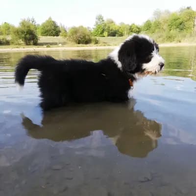 Heart Diamond Bearded Collies