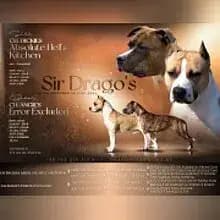 Sir Drago’s cover