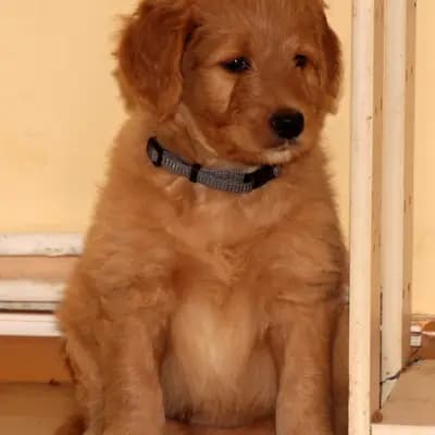 Galerie-Bild von Griselda Doodle in Niedersachsen, mit Eindrücken unserer Goldendoodle-Zucht.