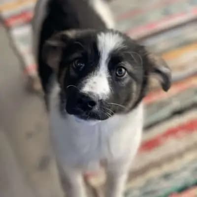 SUKI