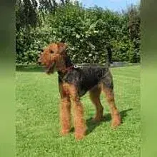 vom Plettenberg cover