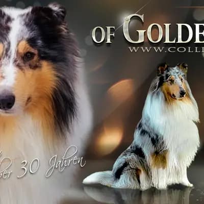 Titelbild von Collie of Golden Gate  in Baden-Württemberg, Heimat unserer Amerikanischer Collie-Zucht.
