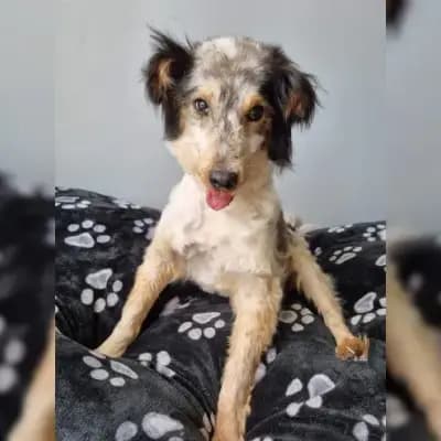 Rufus