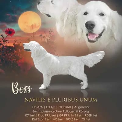 Golden Retriever Deckrüde sucht neuen Wirkungskreis – Golden Retriever Welpe, Bayern, تمت تربيته بواسطة Golden Retriever und Labrador Retriever Zucht seit 1996.