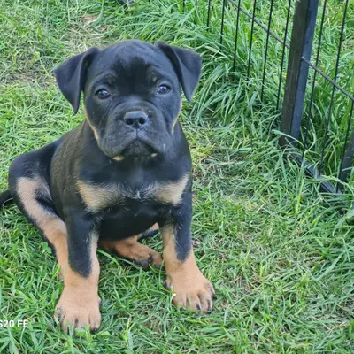 Bell - Old English Bulldog Welpe in Brandenburg