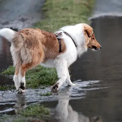 Galerie-Bild von Collie of Golden Gate  in Baden-Württemberg, mit Eindrücken unserer Amerikanischer Collie-Zucht.