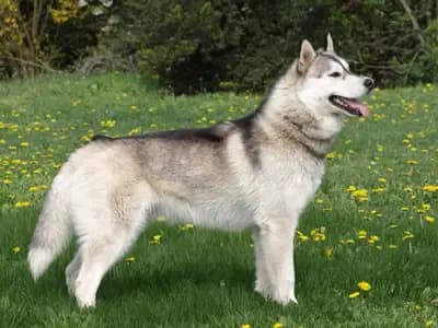 Galerie-Bild von Of-white-Eternity Huskys in Sachsen-Anhalt, mit Eindrücken unserer Siberian Husky-Zucht.