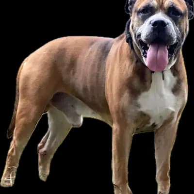 Foto von Milek, einem Perro Dogo Mallorquin (Mallorca-Dogge)-Elternhund in Bayern.