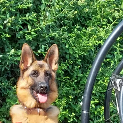 Bild aus Deutsche Schäferhunde " vom Oerier Wald" in Niedersachsen, wo unsere Deutscher Schäferhund-Hunde in einer liebevollen Umgebung aufwachsen.